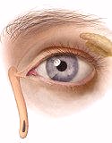 Human Eye, Sight, Human Senses
