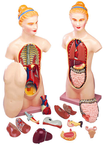 Stomach Model Labeled