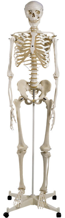 Articulated Human Skeleton