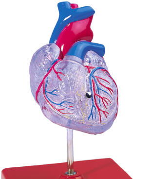 Unlabeled+heart+diagram+for+kids